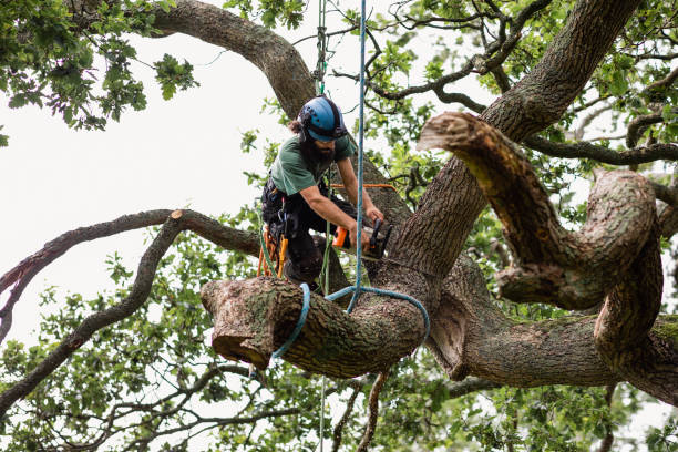 Reliable Land O Lakes, FL Tree Removal Services Solutions